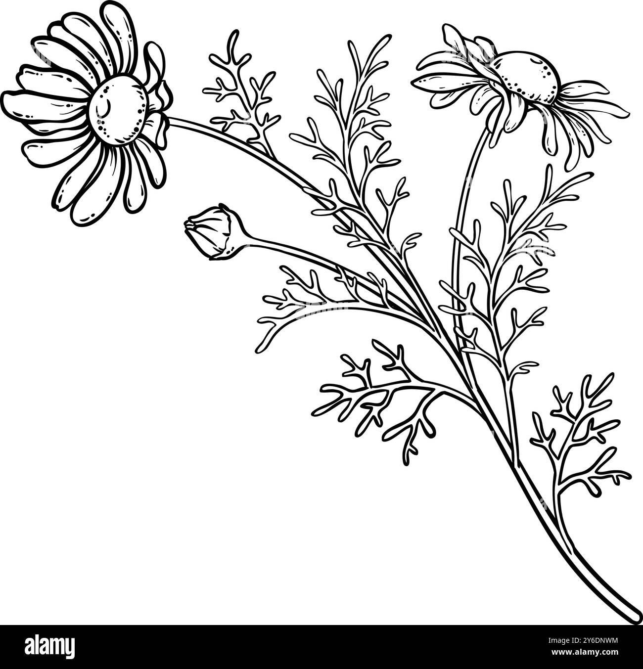 Illustrazione della pianta della camomilla con il profilo dei fiori. Illustrazione Vettoriale