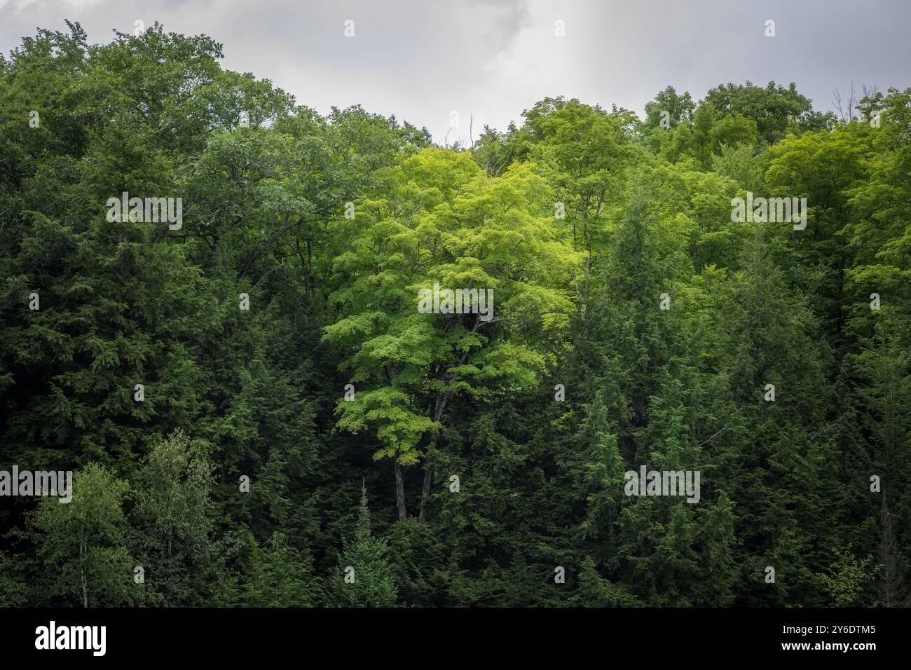 Un albero più luminoso spicca in una foresta verde di pini. Foto di alta qualità. Canada Foto Stock