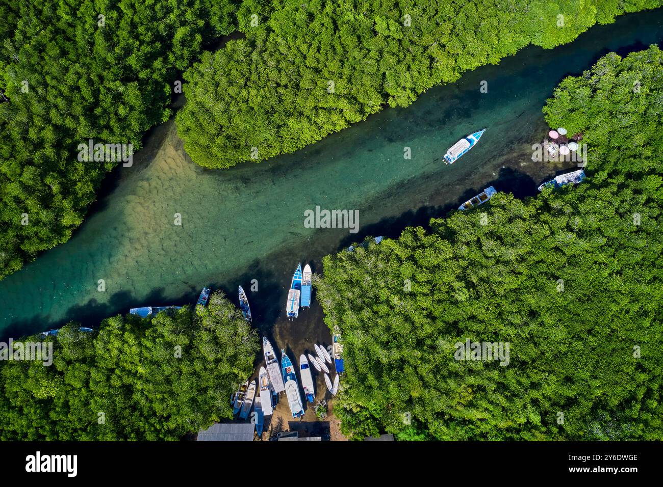 Indonesia, Bali, Nusa Lembongan Island, la mangrovia hutan nel nord dell'isola Foto Stock