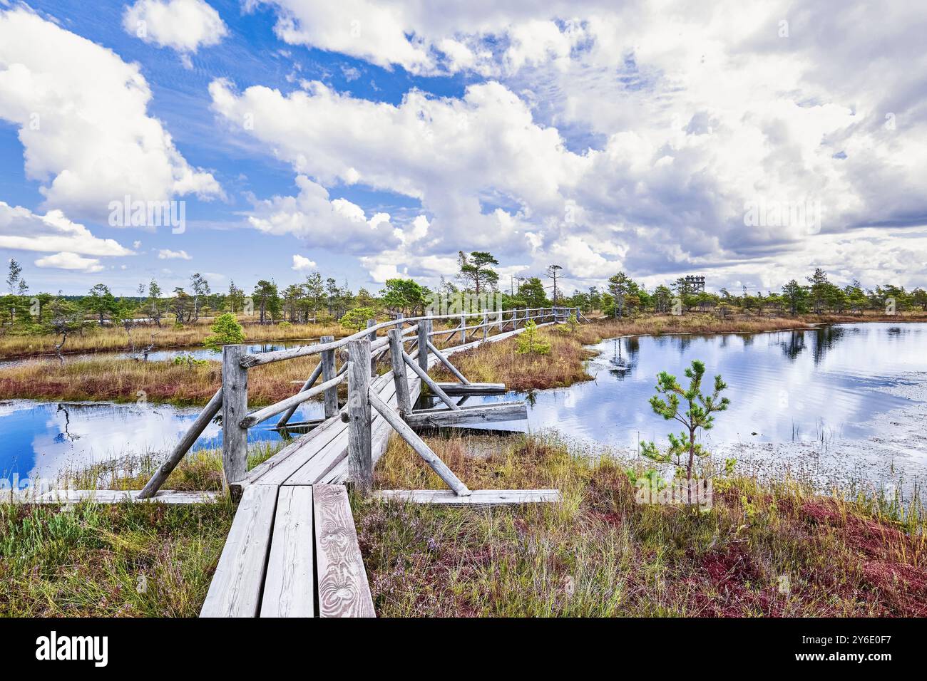 Palude rialzata, passerella sulla palude rialzata. Parco nazionale di Kemeri in Lettonia. Sfondo naturale Foto Stock