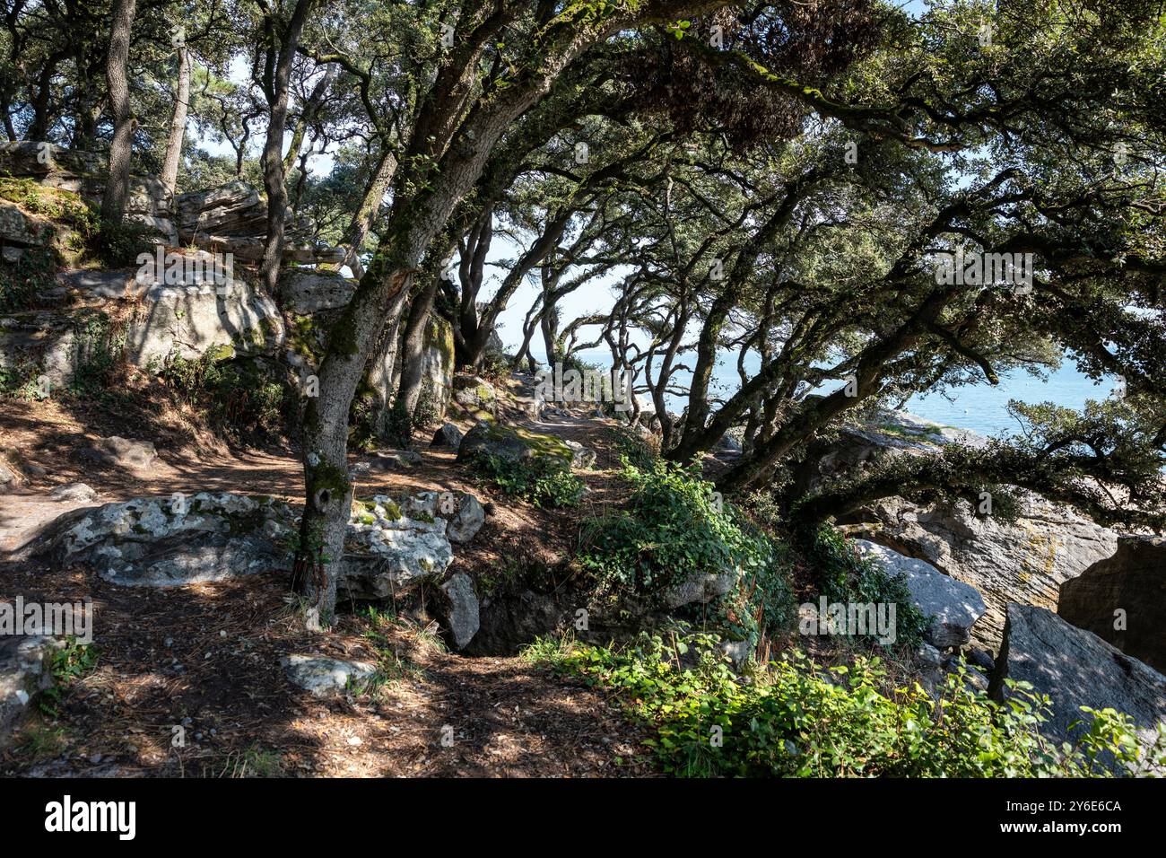 Il Bois de la Chaise sull'isola di Noirmoutier (Vendée - Francia) Foto Stock
