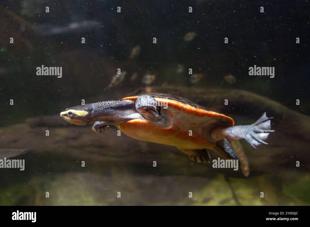 Una tartaruga dalla pancia rossa (Emydura Subglobosa) nuota sott'acqua Foto Stock