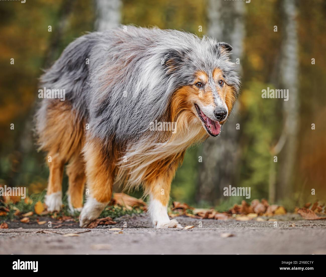 Collie, cane da pastore scozzese nel parco autunnale. Foto Stock