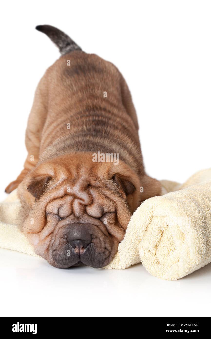 Cucciolo cinese Sharpei che dorme tranquillamente su un asciugamano giallo Foto Stock