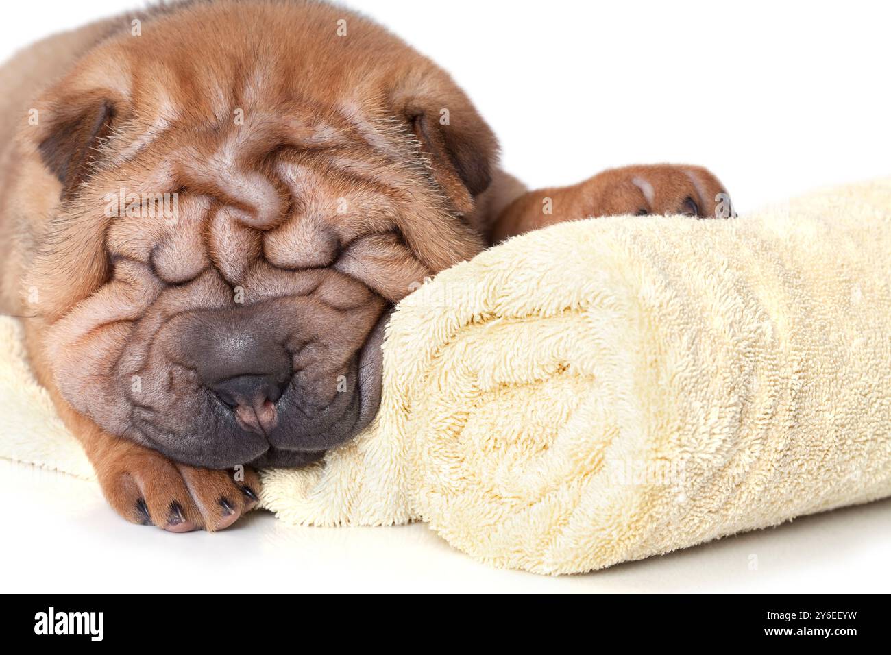 Cucciolo cinese Sharpei che dorme tranquillamente su un asciugamano giallo Foto Stock