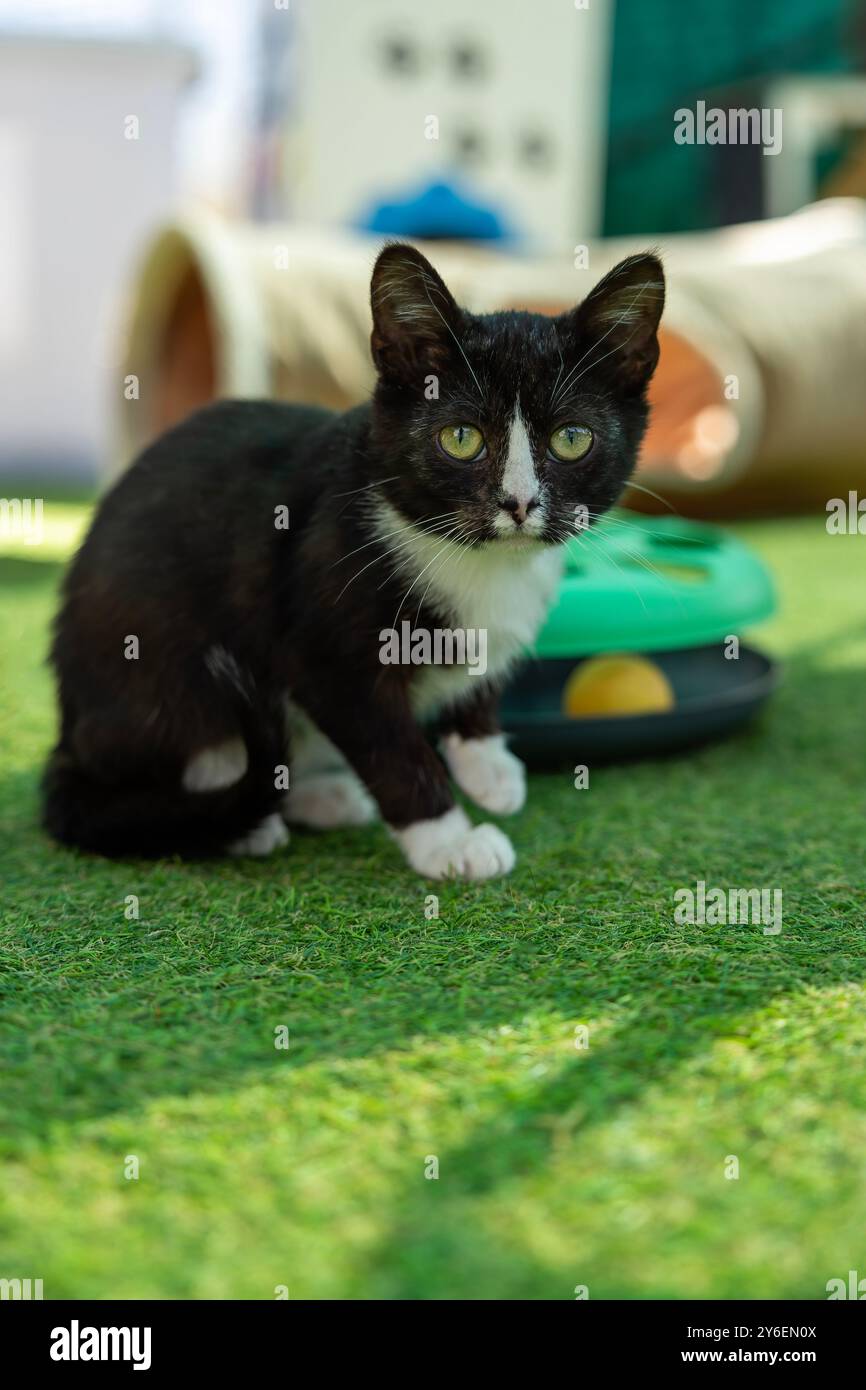 Shy Beauty: Gattino nero con segni bianchi delicati presso L.A.C. Langebaan Animal Care Foto Stock