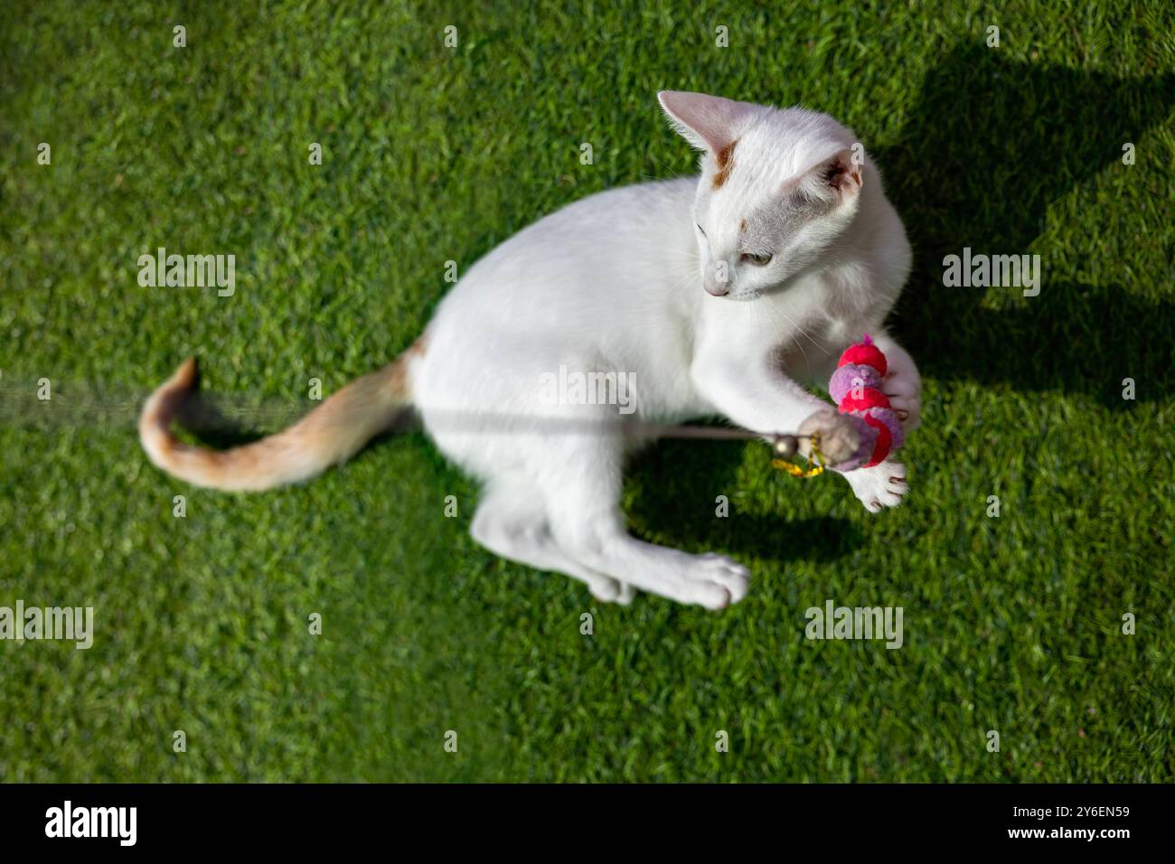 Ritratto di un gattino bianco al Play' Curious Energy e a Wiggly Worm su Astro Turf Foto Stock
