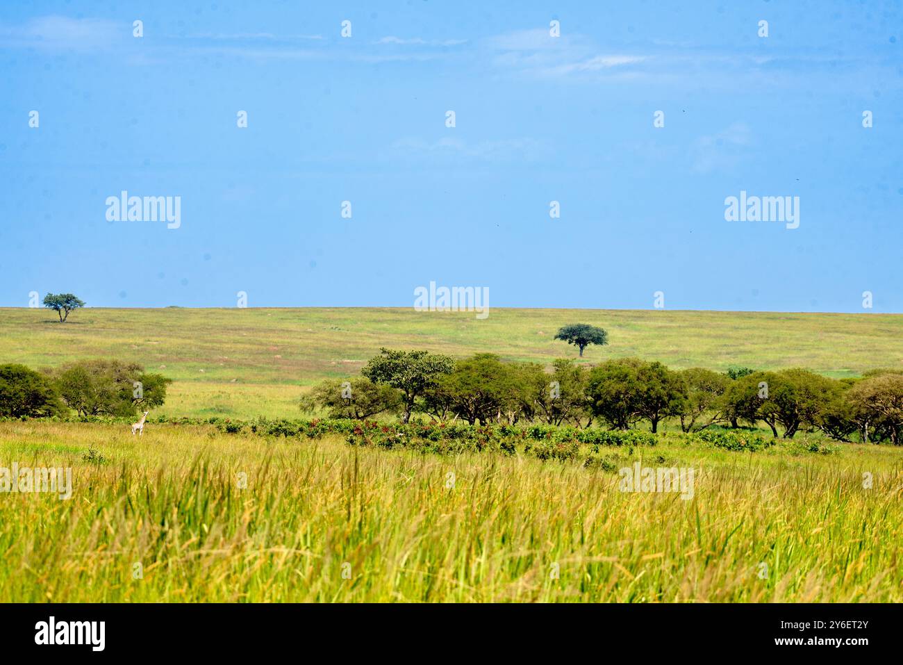 Terra di Savanah nel Parco Nazionale di Murchison Falls - Uganda Foto Stock