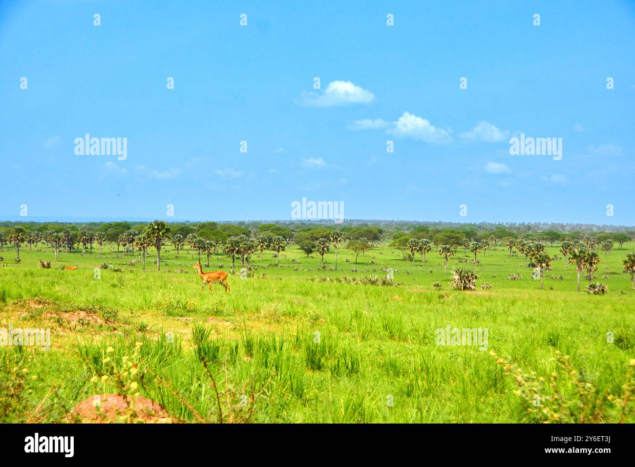 Terra di Savanah nel Parco Nazionale di Murchison Falls - Uganda Foto Stock