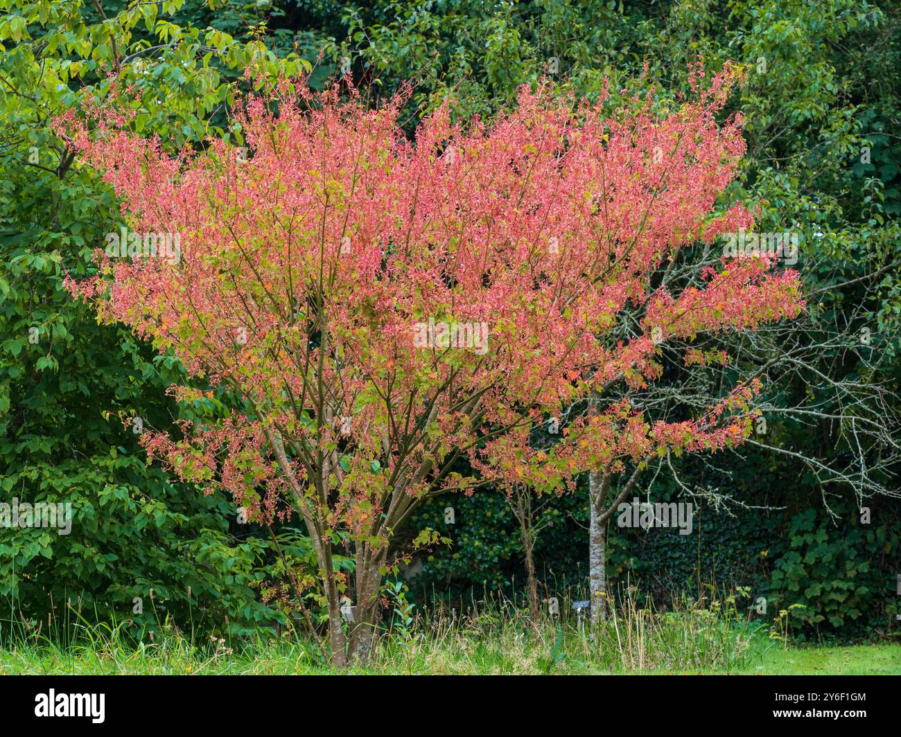 Semi alati massaggiati, samaras, appesi ai rami dell'inizio dell'autunno del piccolo acero lievitato, Acer macranthum Foto Stock