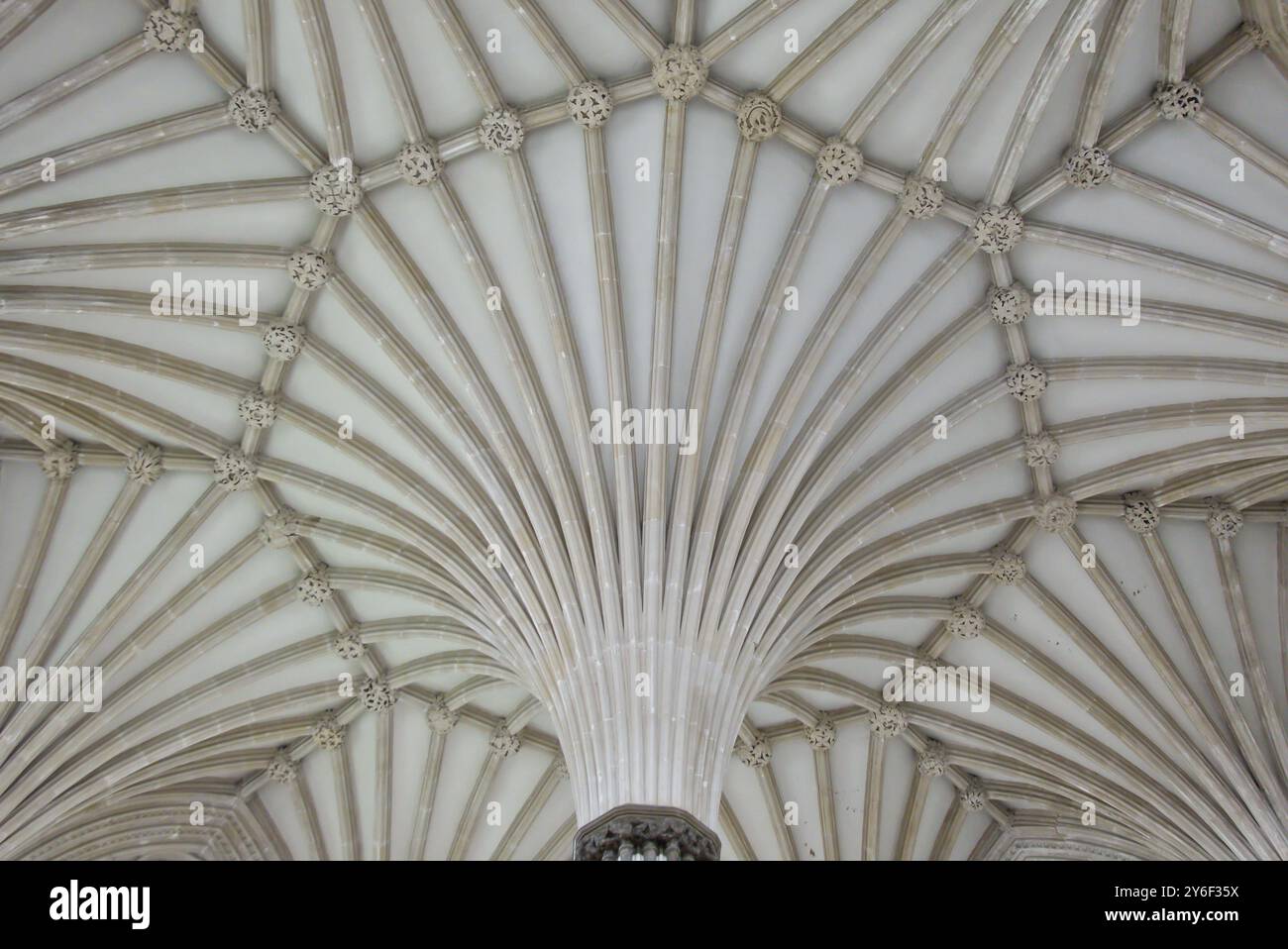 Soffitto a volta di Tierceron nella Casa capitolare della Cattedrale di Wells. Somerset. Inghilterra. Foto Stock