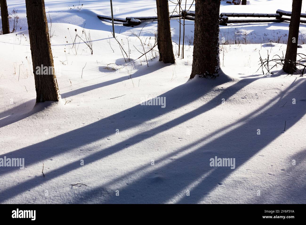 Un sole che affonda verso ovest getta ombre oltre alcuni alberi sul mio lato della recinzione divisa del mio vicino dopo una bufera di gennaio il giorno prima. Foto Stock