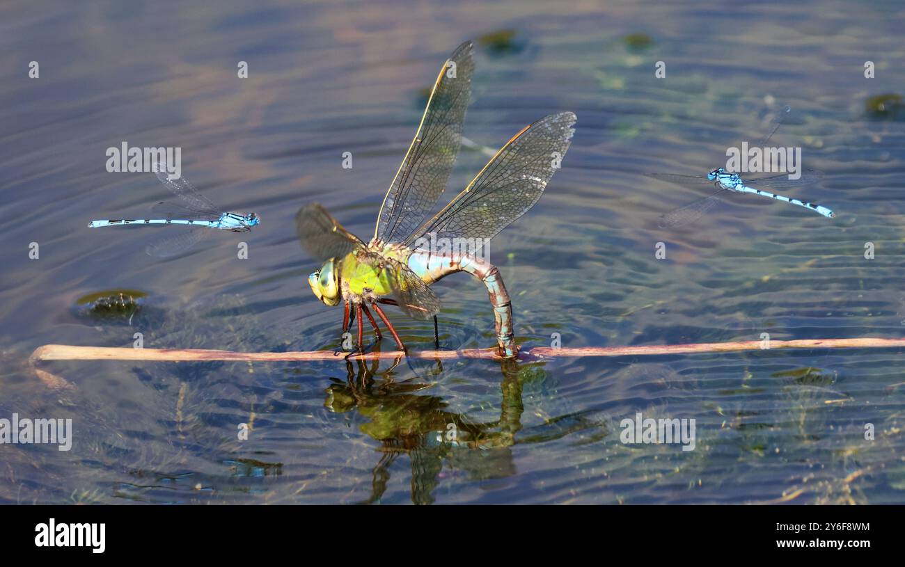 Una femmina Imperatore Dragonfly che si reca nella riserva naturale di Combe Hill nel Gloucestershire Regno Unito Foto Stock