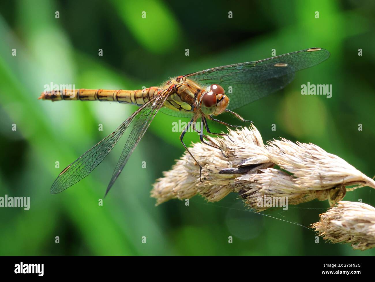 Una Common Darter Dragonfly presso Combe Hill Nature Reserve Gloucestershire Regno Unito Foto Stock