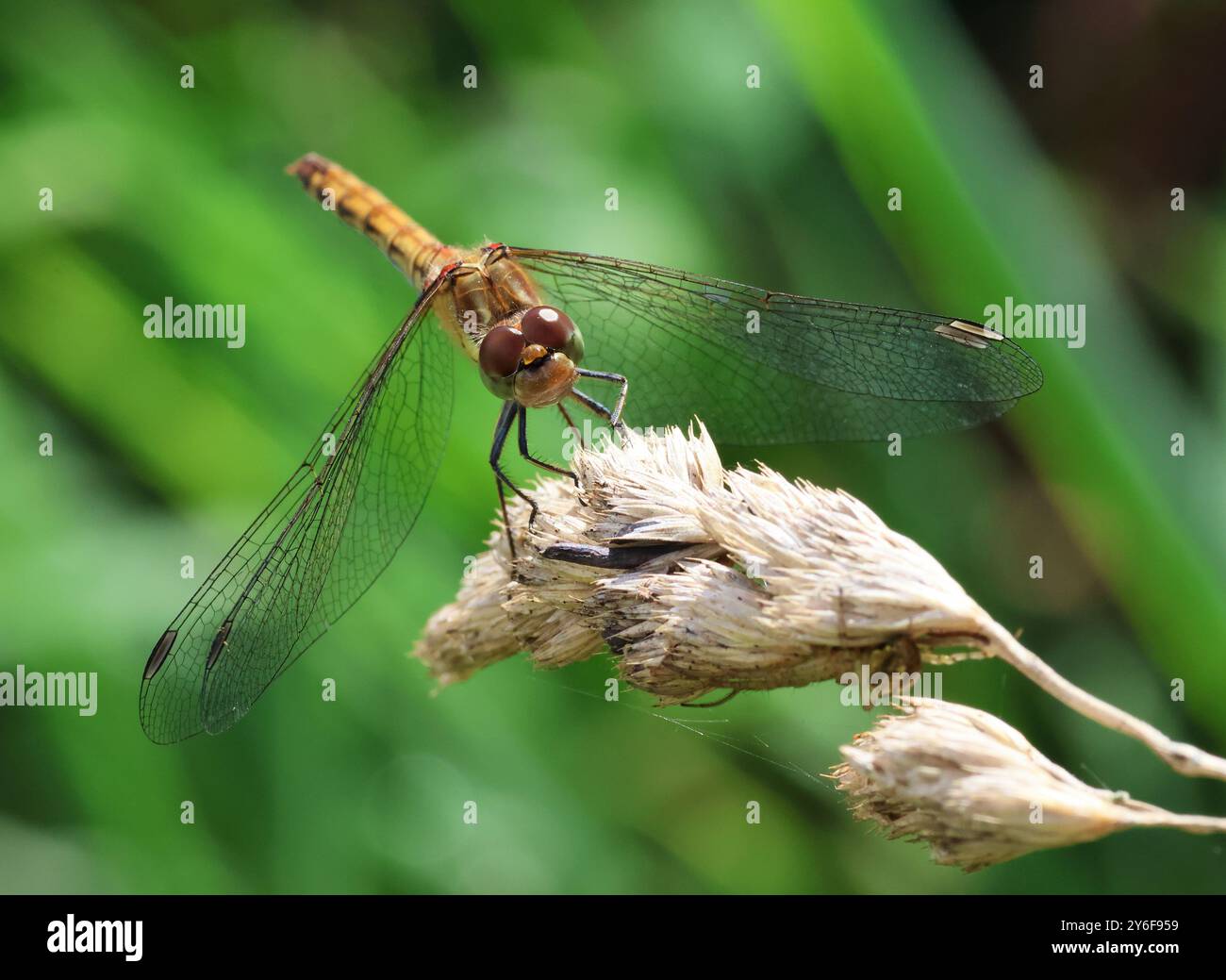 Una Common Darter Dragonfly presso Combe Hill Nature Reserve Gloucestershire Regno Unito Foto Stock