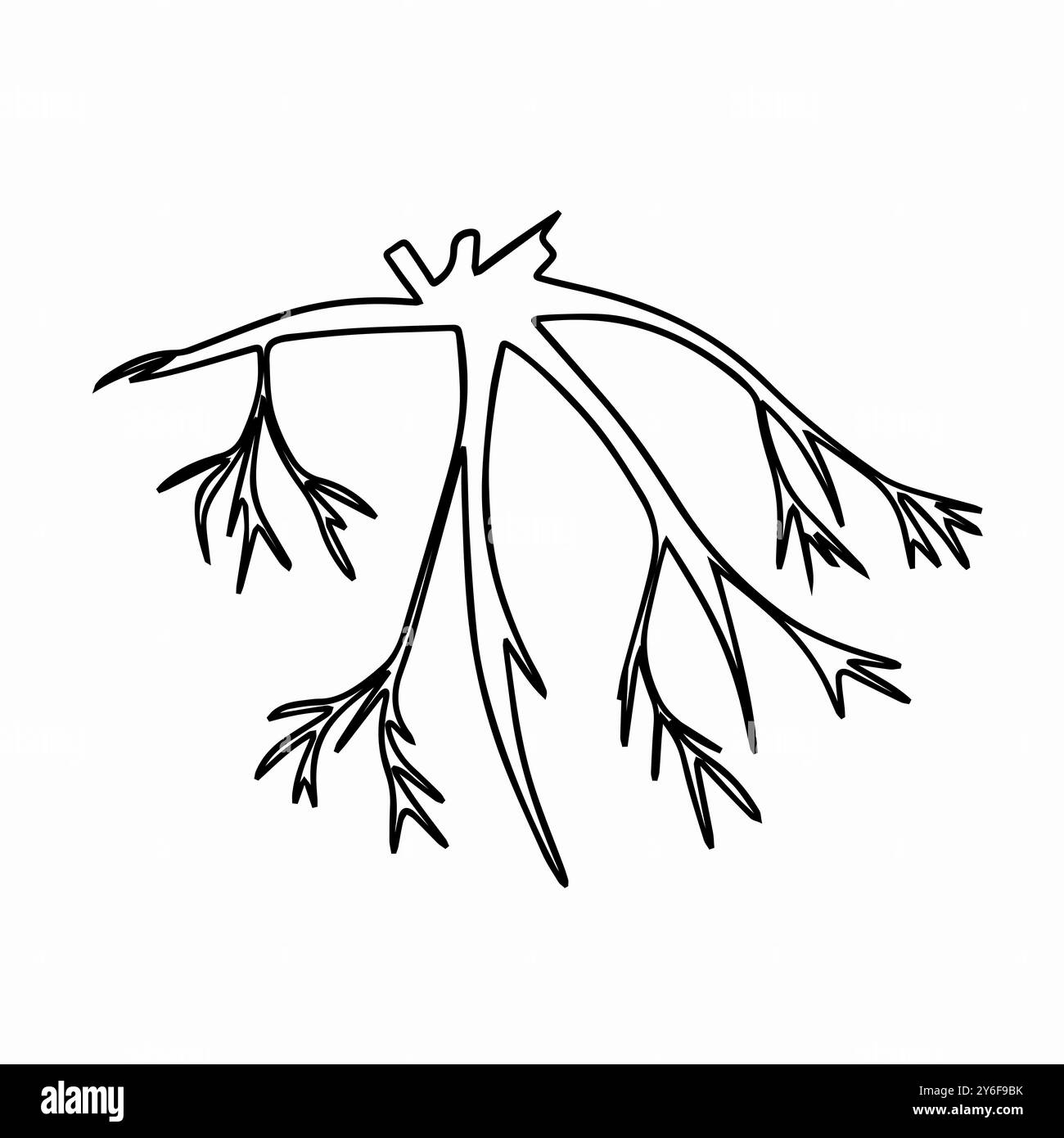 L'illustrazione raffigura un sistema a radice mista con schemi di ramificazione, evidenziando gli elementi strutturali principali tipici delle radici delle piante Illustrazione Vettoriale