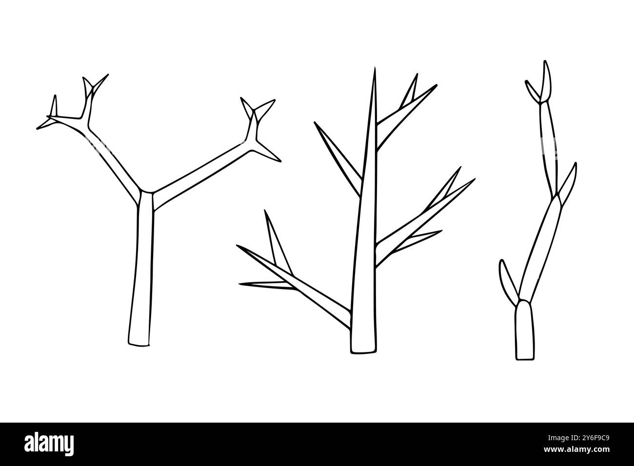 Illustrazione vettoriale isolata dei tipi di diramazione degli scatti su sfondo bianco.ramificazione degli scatti, morfologia delle piante, botanica, illustrazioni, ovata lineare, tazza gemma Illustrazione Vettoriale