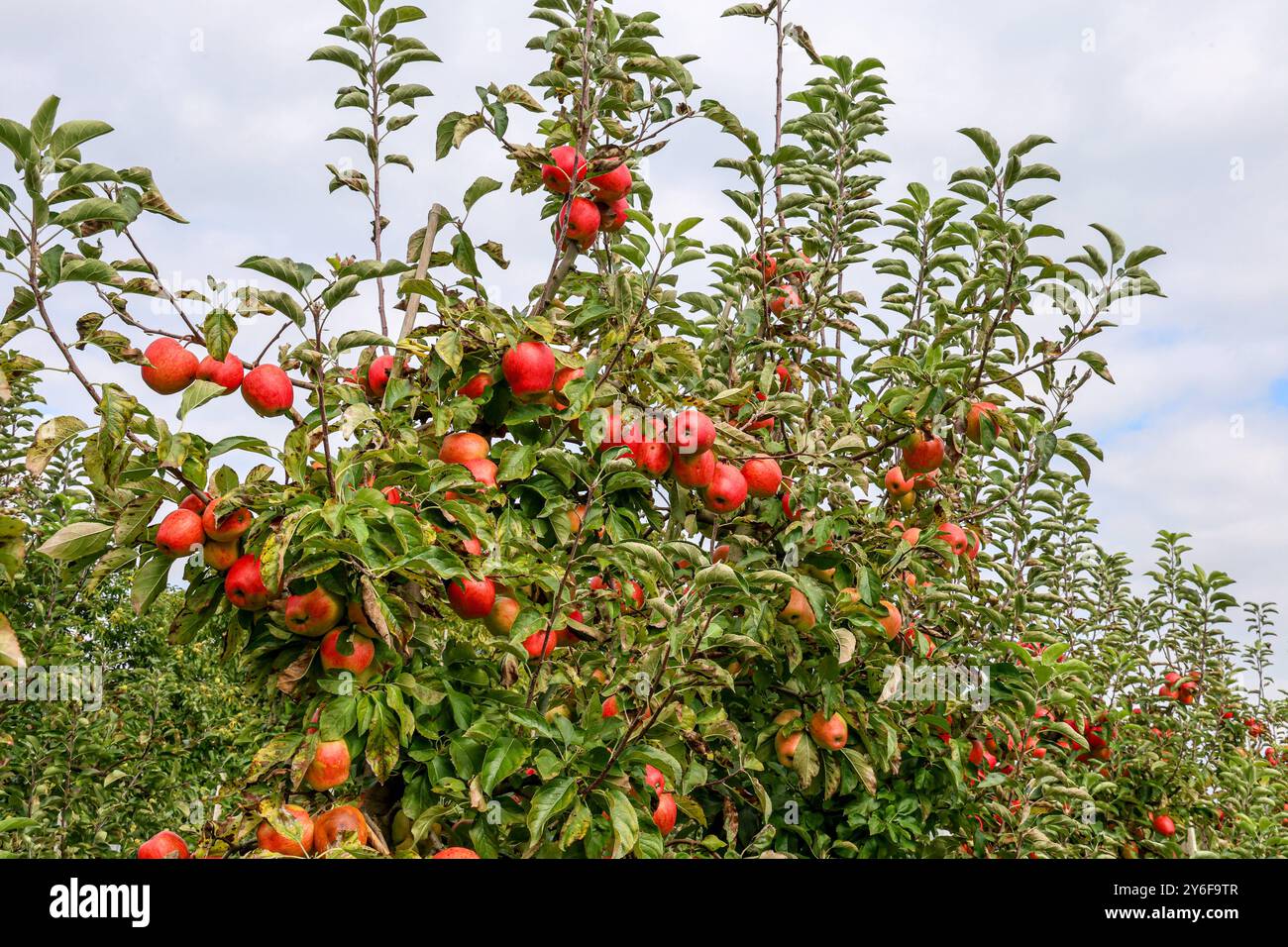 Herbststimmung im Kreislehrgarten. Der Lehrgarten besteht seit 1914 und wurde als Kreis Obst- und Gemüsegarten gegründet und ist Demonstrations- und Schulgarten. Jedermann kann sich über die Möglichkeiten der Gartengestaltung informieren. Garten al Erholungsraum. Rote Äpfel Warten an einem Apfelbaum auf die Ernte. Steinfurt, Nordrhein-Westfalen, DEU, Deutschland, 24.09.2024 *** atmosfera autunnale nel giardino didattico del distretto il giardino didattico esiste dal 1914 ed è stato fondato come orto e frutta del distretto ed è un giardino dimostrativo e scolastico chiunque può scoprire abo Foto Stock