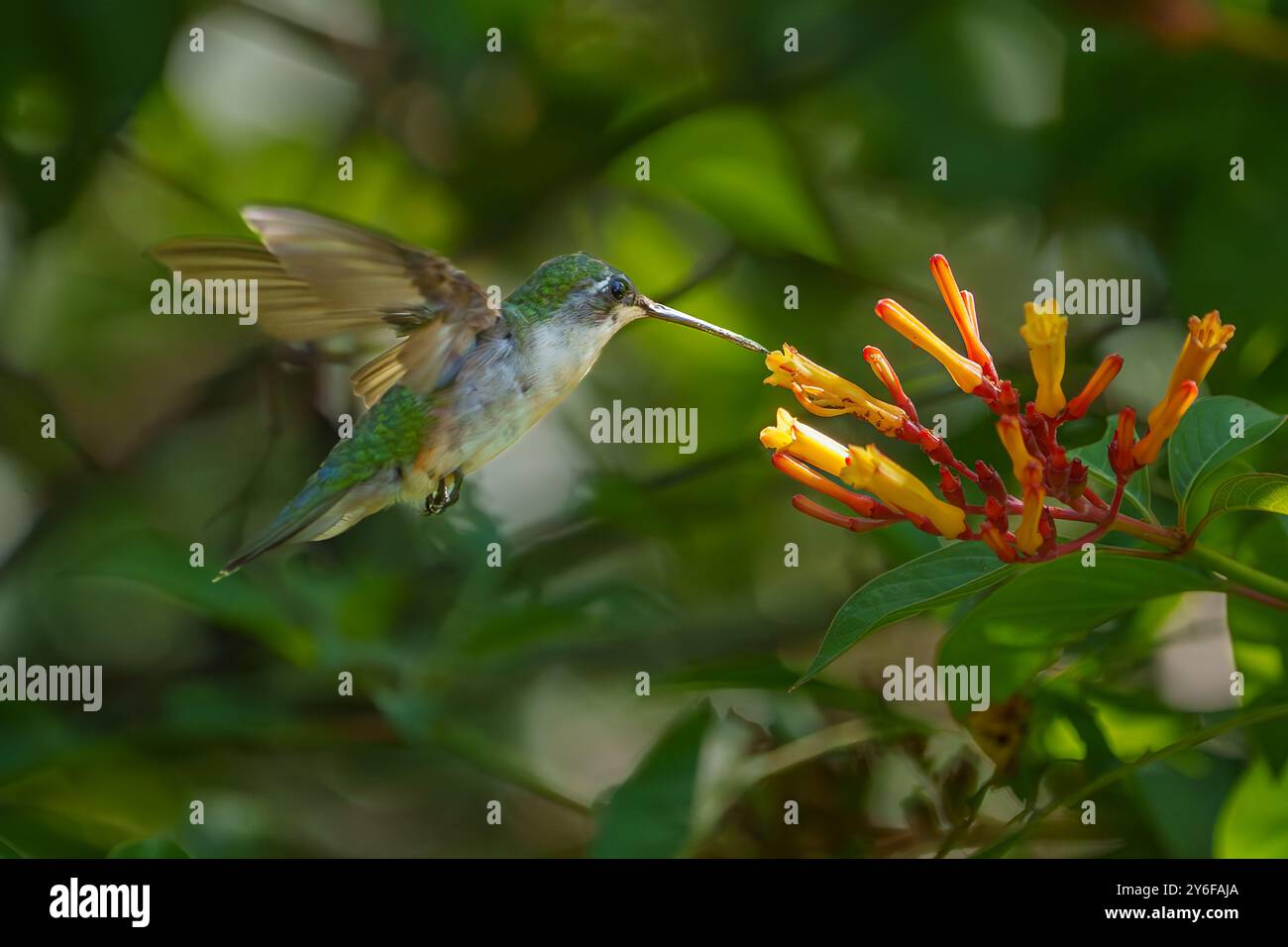 Femmina Hummingbird dalla gola rubina, che si nutre di un cespuglio di fuoco Foto Stock