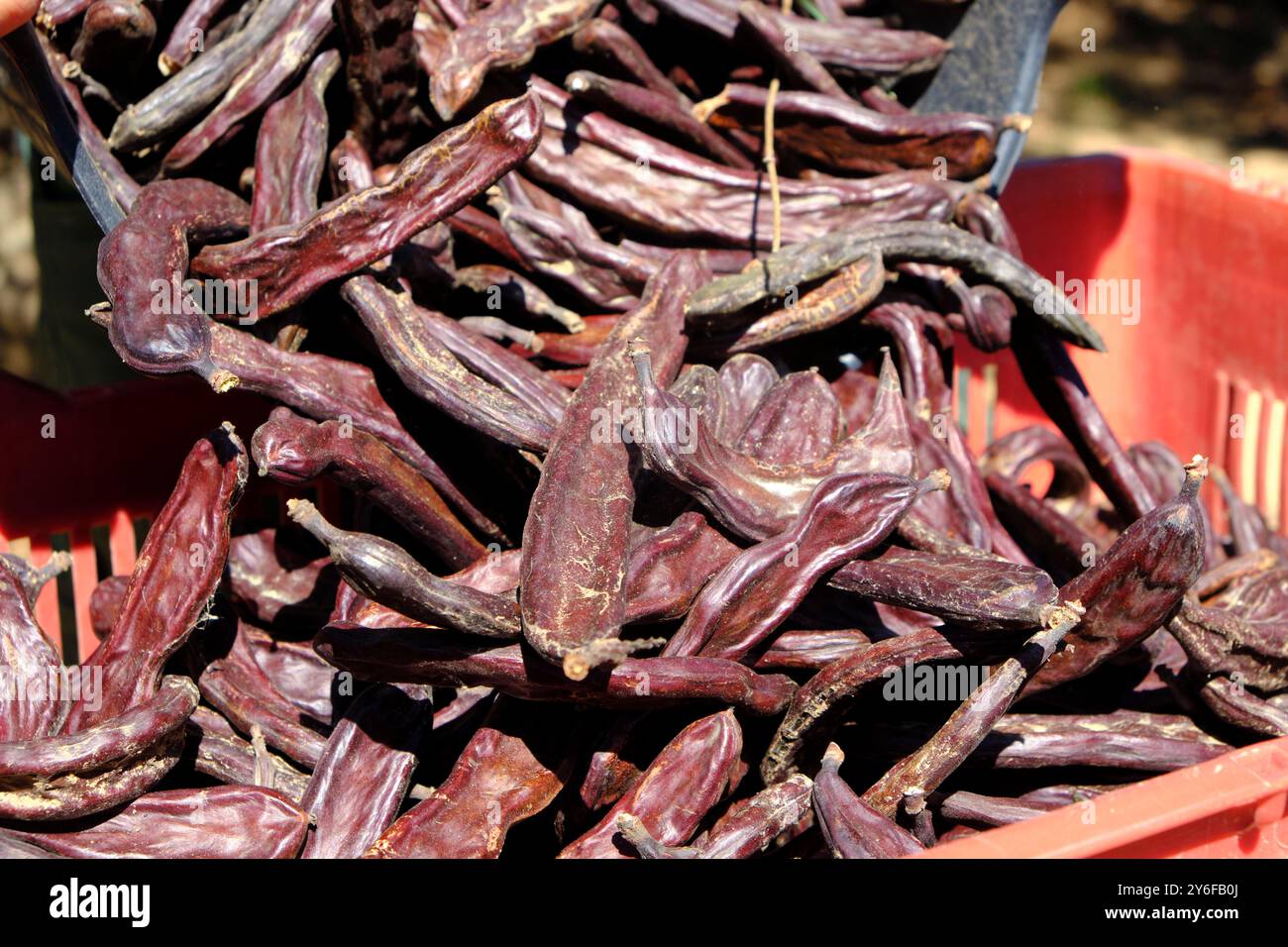 riempie una cassa di plastica rossa con cialde di carrubo provenienti da un cestello di plastica appena raccolto in un boschetto di carrube in spagna Foto Stock
