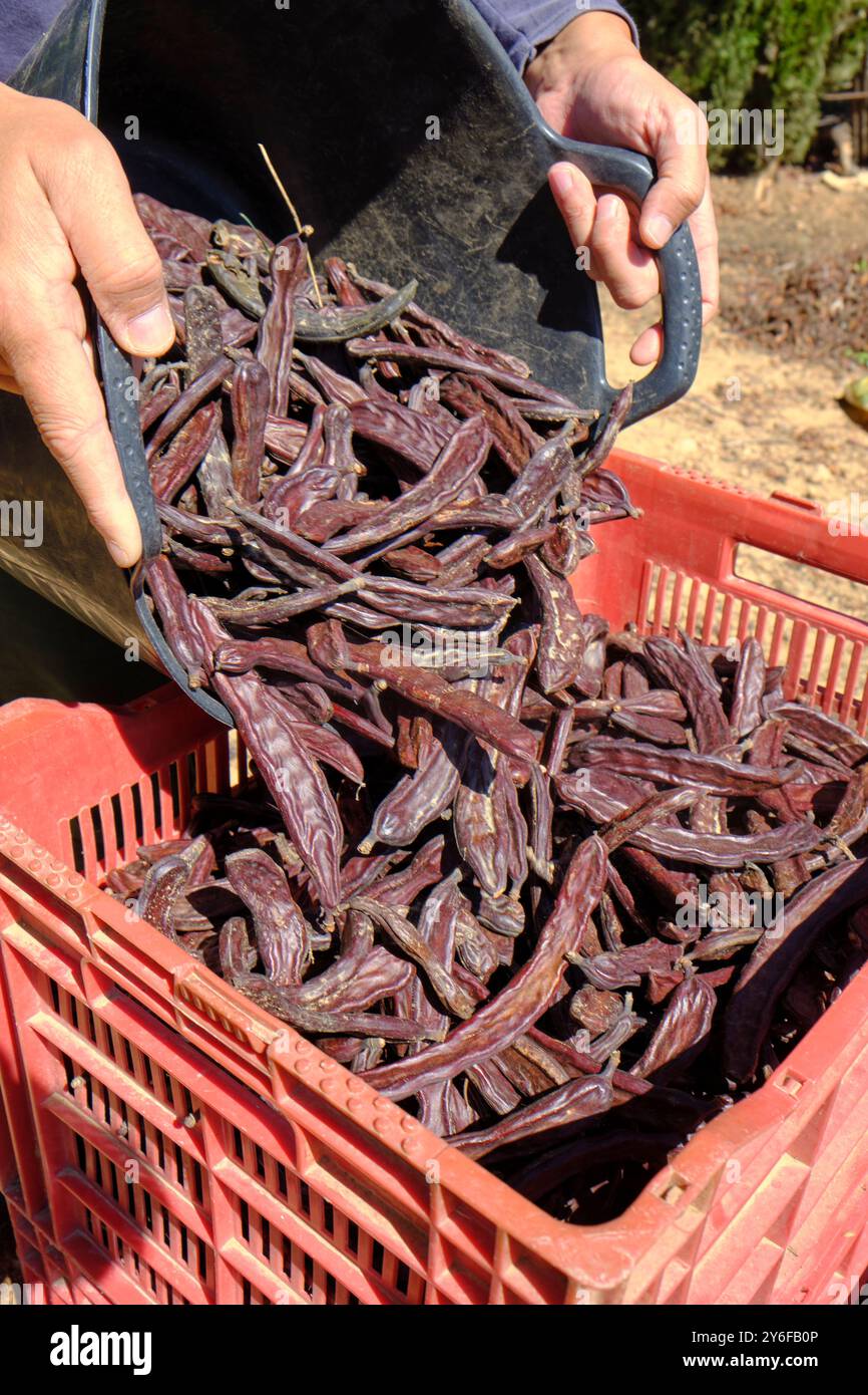 un contadino riempie una cassa di plastica rossa con cialde di carrubo provenienti da un cesto di plastica appena raccolto in una piantagione di carrube in catalogna, spagna Foto Stock