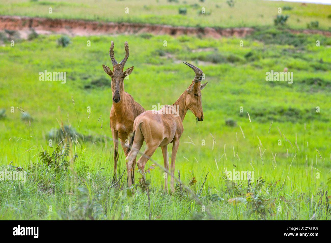 Jackson's Hartebeest nel Murchison Falls National Park Uganda Foto Stock