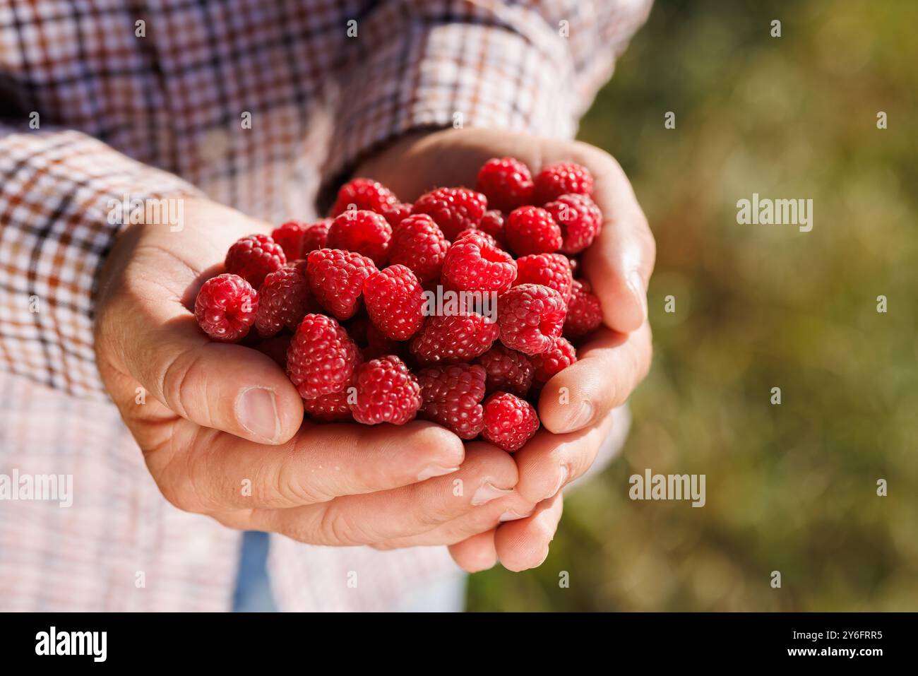 Una persona che tiene in mano una grande manciata di lamponi freschi, con uno sfondo verde sfocato che suggerisce un ambiente all'aperto Foto Stock