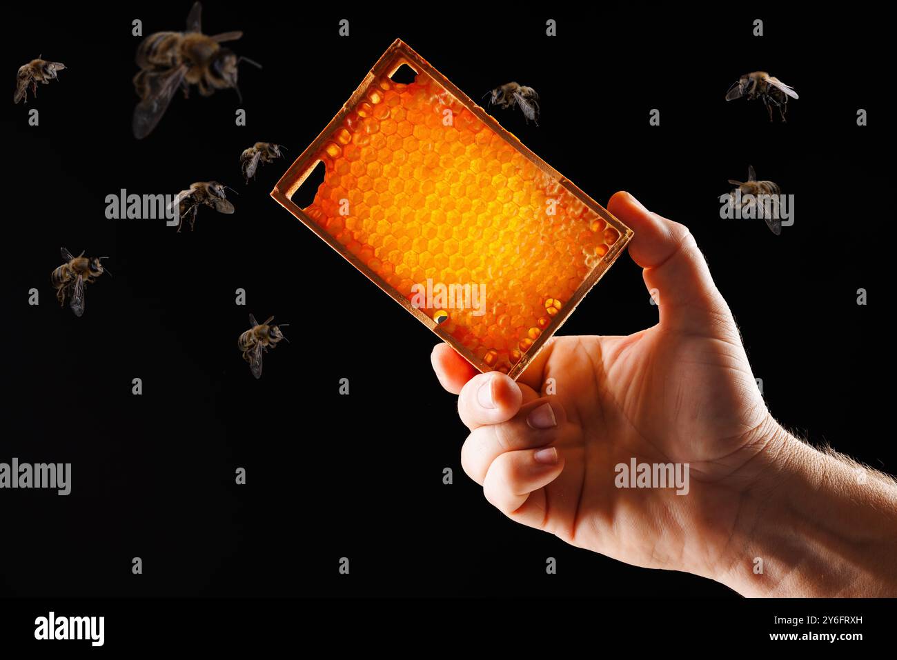 tenete a mano il favo d'ape da vicino circondato da api volanti su sfondo scuro, concetto di apicoltura, apicoltore che raccoglie miele Foto Stock