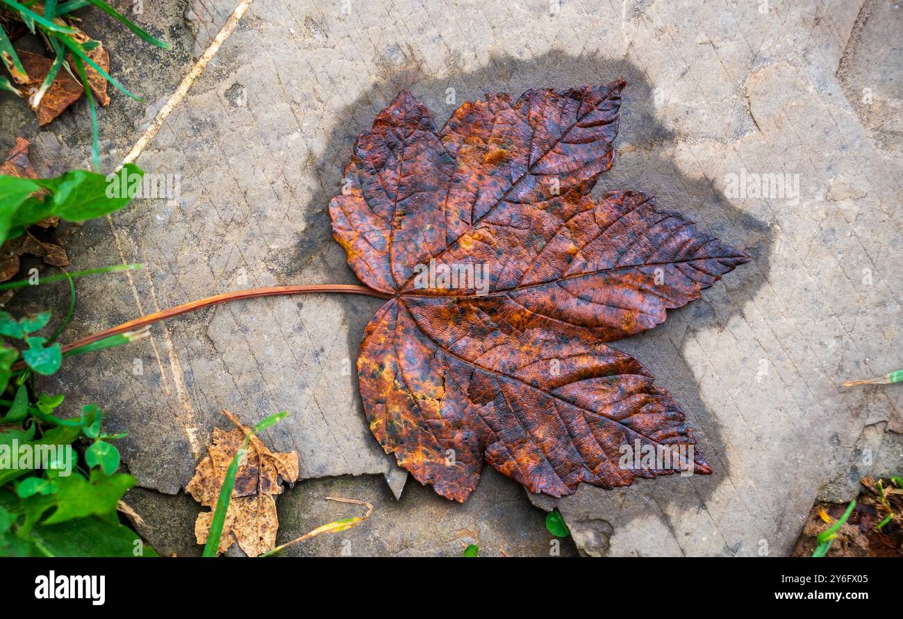 Una bella foglia d'acero bagnata giace su una superficie asciutta di asfalto. Sfondo per illustrazioni fotografiche autunnali. Foto della stagione delle piogge. Foto Stock