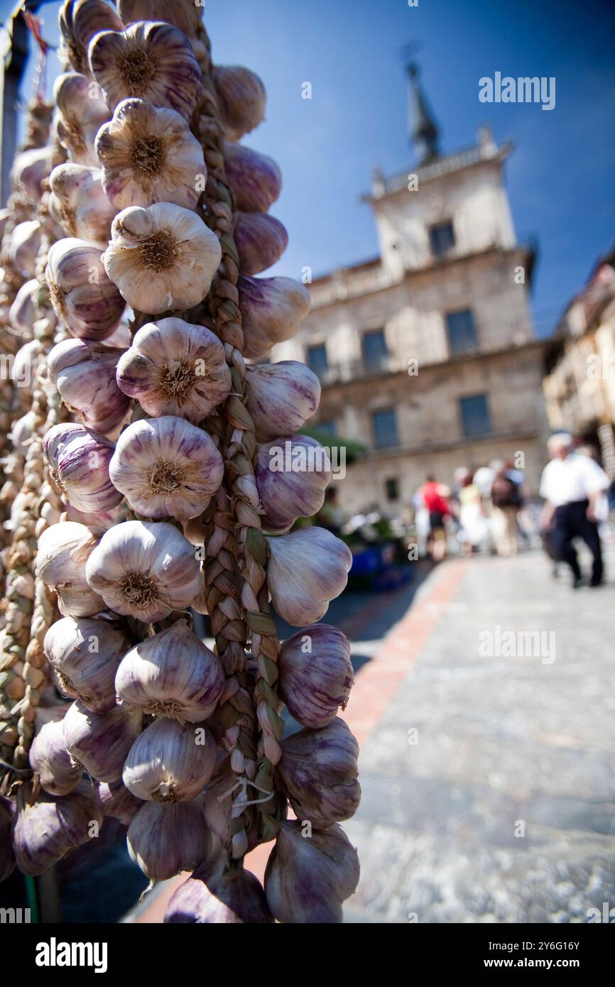 Una vivace esposizione di aglio appeso al mercato Plaza Mayor di Leon, catturando l'essenza locale e lo spirito culturale. Foto Stock