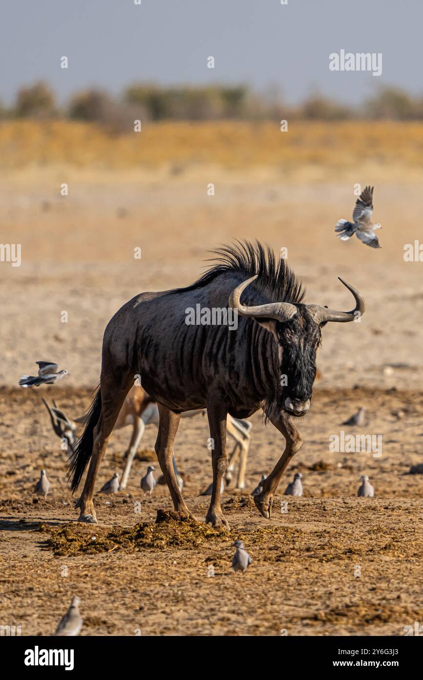 Black Wildebeest (Connochaetes gnou) in Namibia, Africa Foto Stock