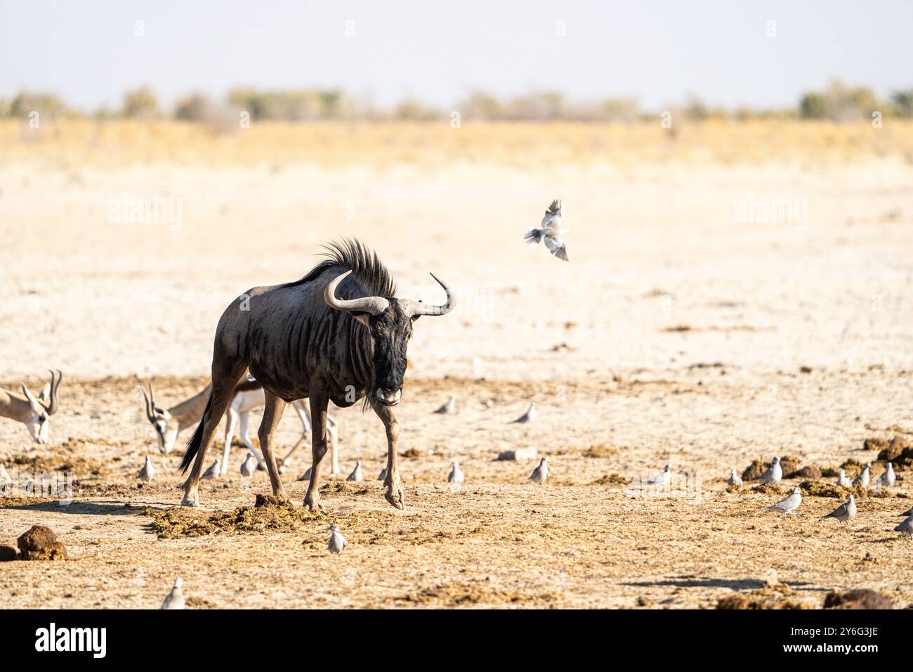 Black Wildebeest (Connochaetes gnou) in Namibia, Africa Foto Stock