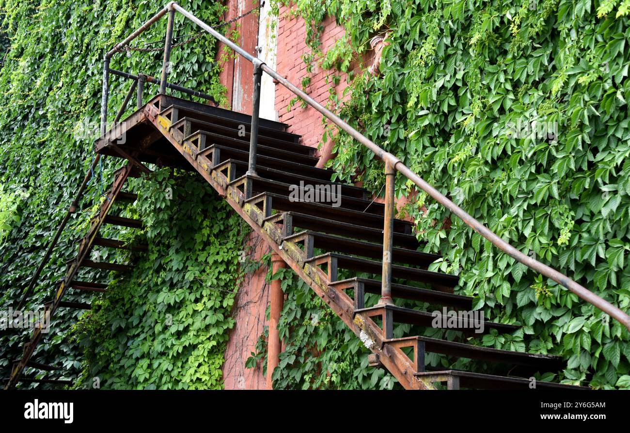 Due serie di scale di metallo scendono da una porta bianca su un edificio in mattoni rosa. Ivy copre la maggior parte dell'edificio. Foto Stock