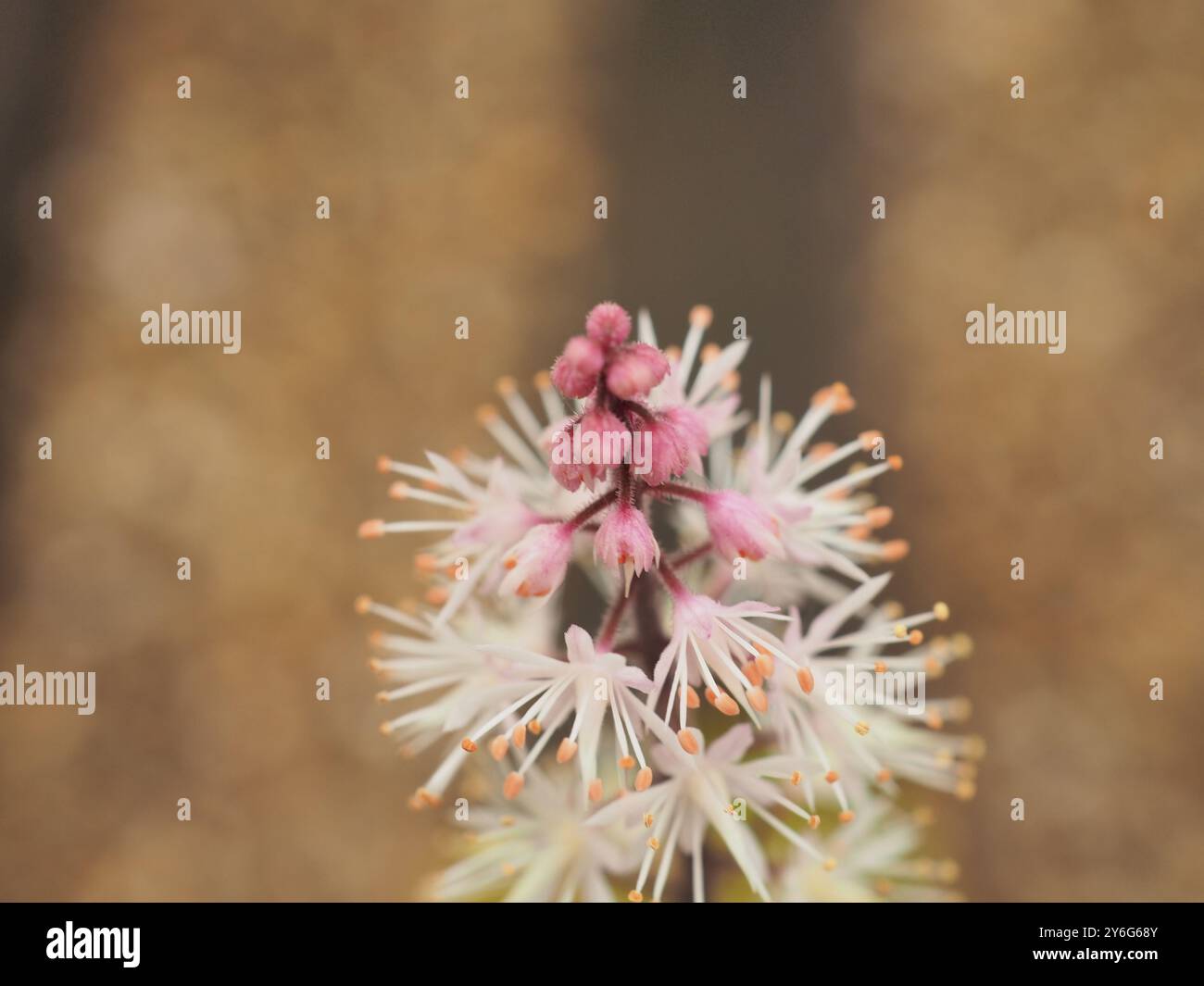Immagine ravvicinata del piccolo fiore bianco "Tiarella Spring Symphony", noto anche come "Fiore di schiuma" Foto Stock