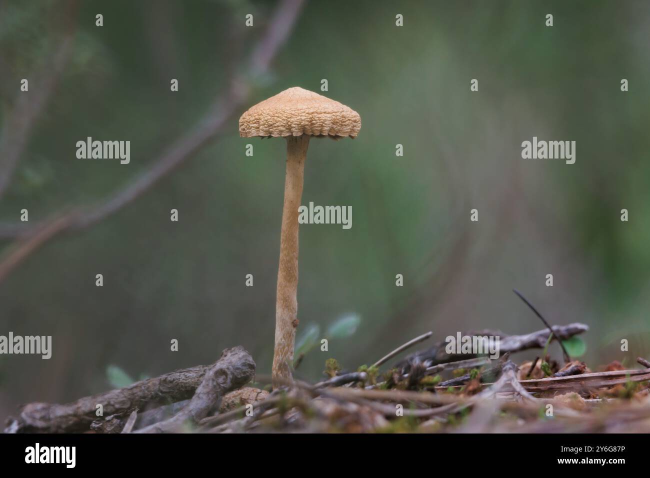 Piccolo fungo nell'area ricreativa di San Antonio de Alcoy all'inizio dell'autunno, in Spagna Foto Stock