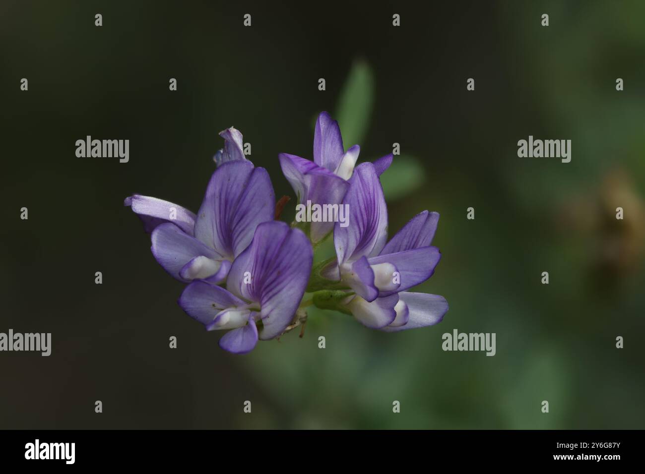 Fiori d'erba medica, Medicago sativa, fotografia di impilamento focale, Alcoy, Spagna Foto Stock