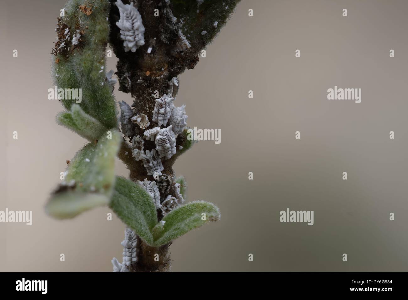 Infestazione di mealybug planococcus citri su cistus albidus della pianta di rosa di roccia utilizzando la tecnica di impilamento focale, Alcoy, Spagna Foto Stock