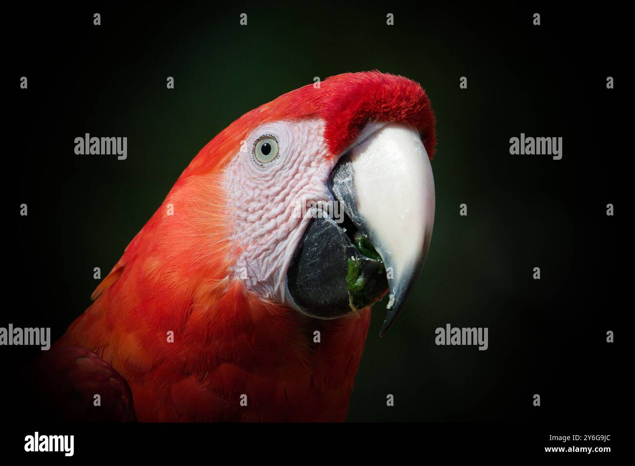 Scarlet macao, alias Ara macao o Ara arakanga, ritratto della testa in primo piano. Incredibile pappagallo colorato ALLO ZOO Lesna nella repubblica Ceca. Uccello esotico. Foto Stock