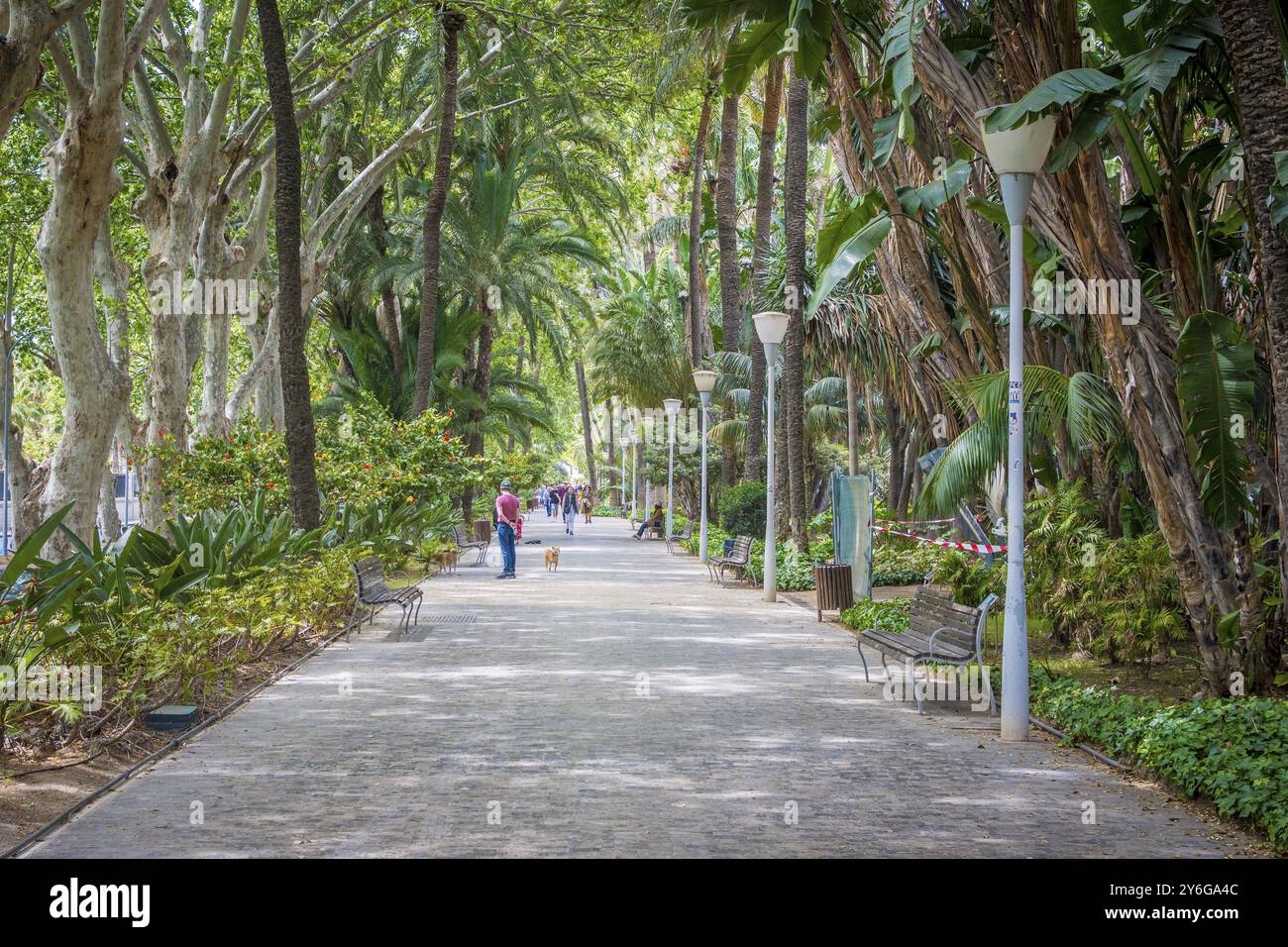 Malaga, Spagna, aprile 2023: Vista sul Parque de Malaga e sul Paseo de Espana, verde e lussureggiante passerella pedonale circondata da alberi attraverso il parco cittadino, Foto Stock