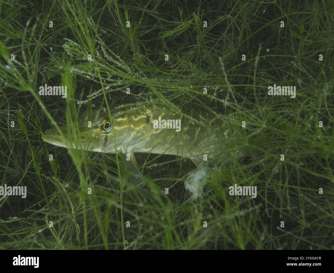Un giovane luccio (Esox lucius), nascosto tra alghe e piante acquatiche per prede. Sito di immersione Wildsau, Berlingen, Lago di Costanza, Svizzera, Foto Stock