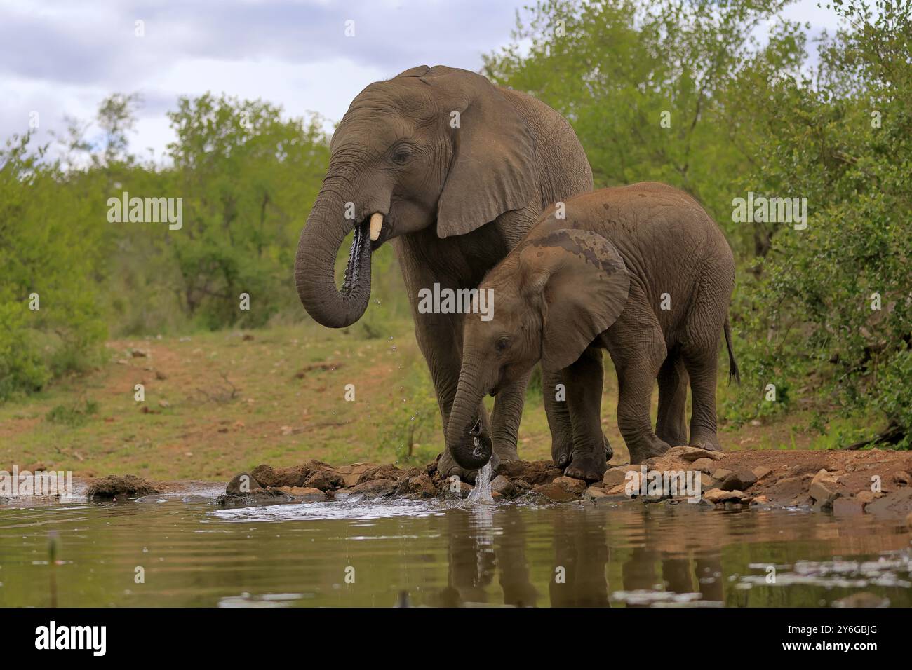 Elefante africano (Loxodonta africana), adulto, maschio, toro, giovane animale, giovane toro con giovane animale, in acqua, bevendo, Kruger National Park, KR Foto Stock