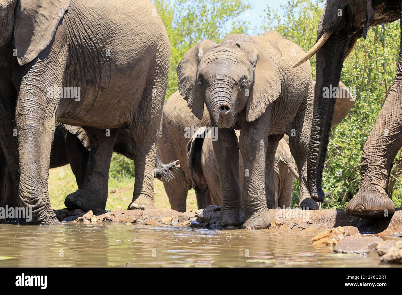 Elefante africano (Loxodonta africana), giovane animale, bevendo, in acqua, Parco nazionale Kruger, parco nazionale di Kruger, Sudafrica, Africa Foto Stock