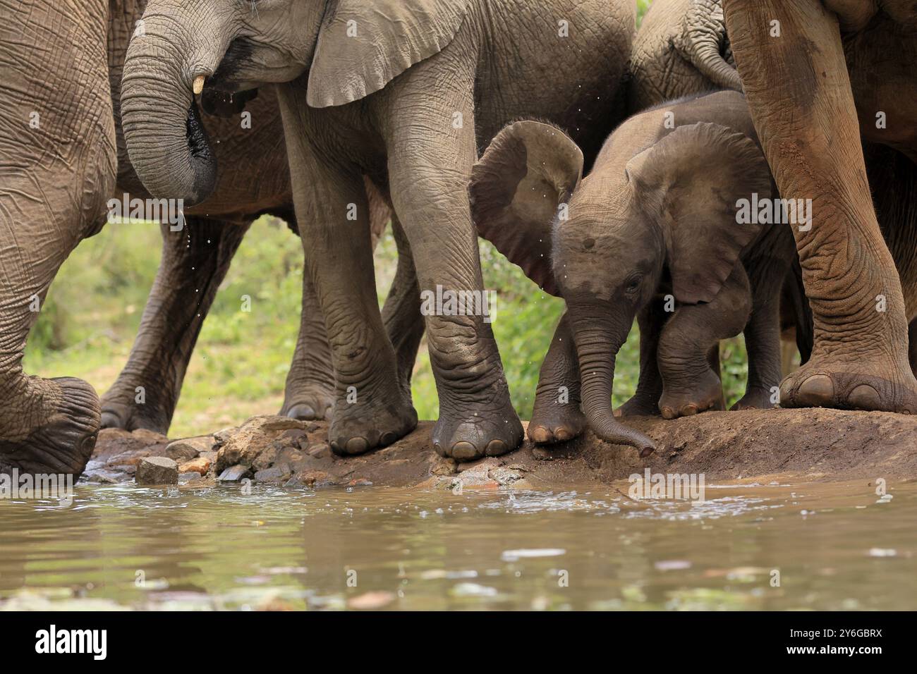 Elefante africano (Loxodonta africana), giovane animale, vitello, elefante, madre, giovane animale con madre, in acqua, al Parco Nazionale di Kruger, Kruger Foto Stock