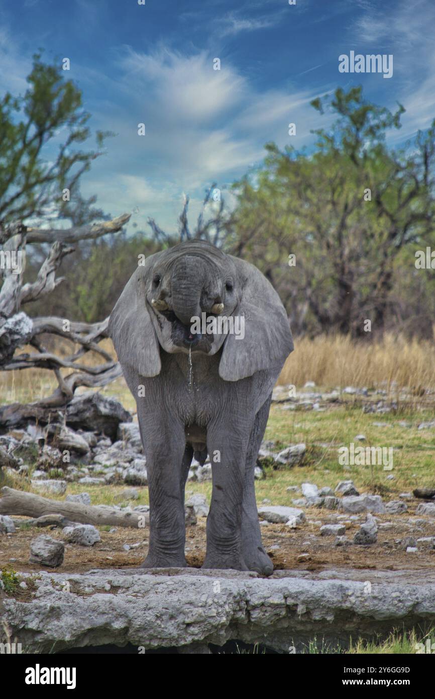 Vista frontale di un giovane elefante africano che beve da un pozzo d'acqua. Animali selvatici Foto Stock