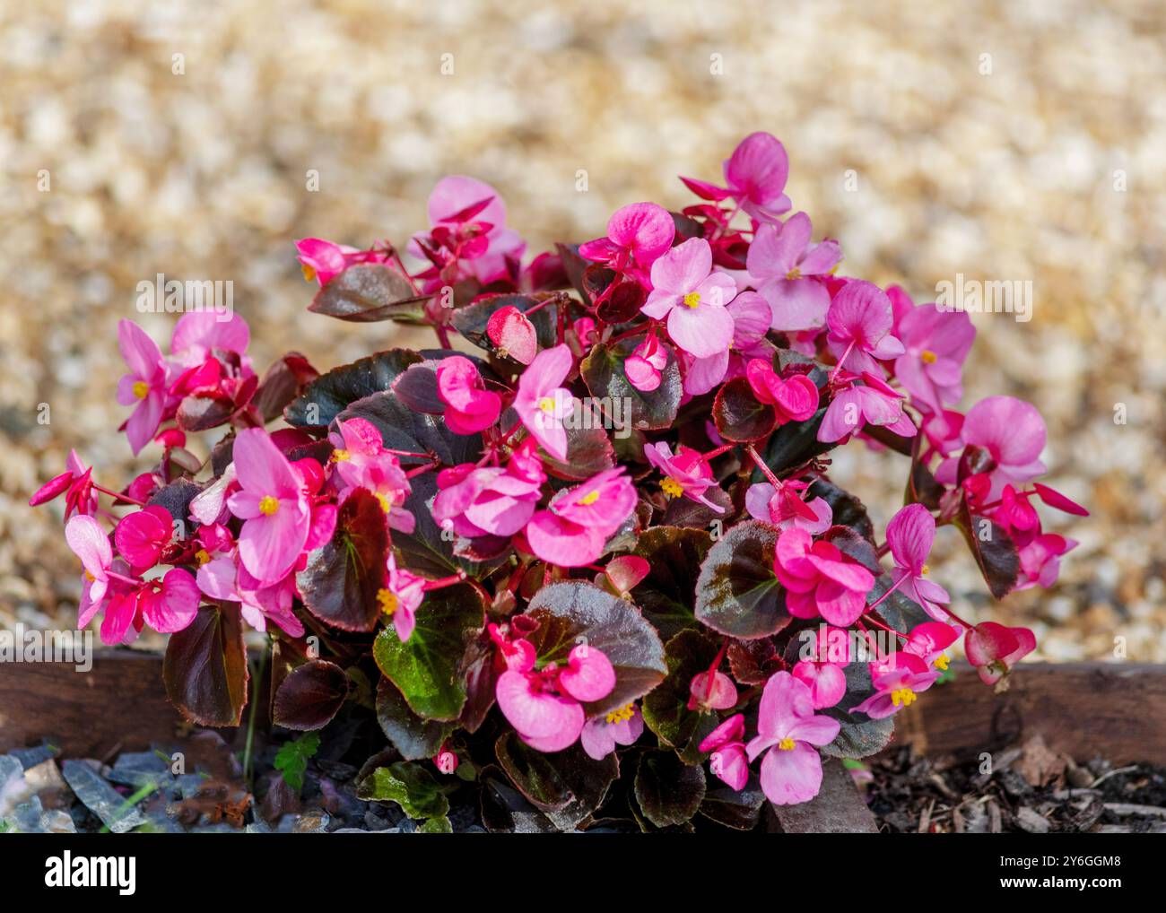 Rosa Begonia ideale per vasi piante di casa e boaorder da giardino spazio per testo in cima alle immagini Foto Stock