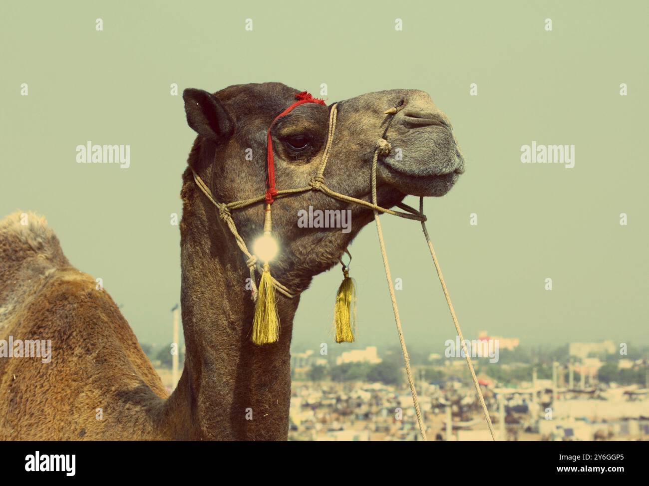 Pushkar Camel Fair, cammello durante il festival a Pushkar India, stile vintage retrò Foto Stock