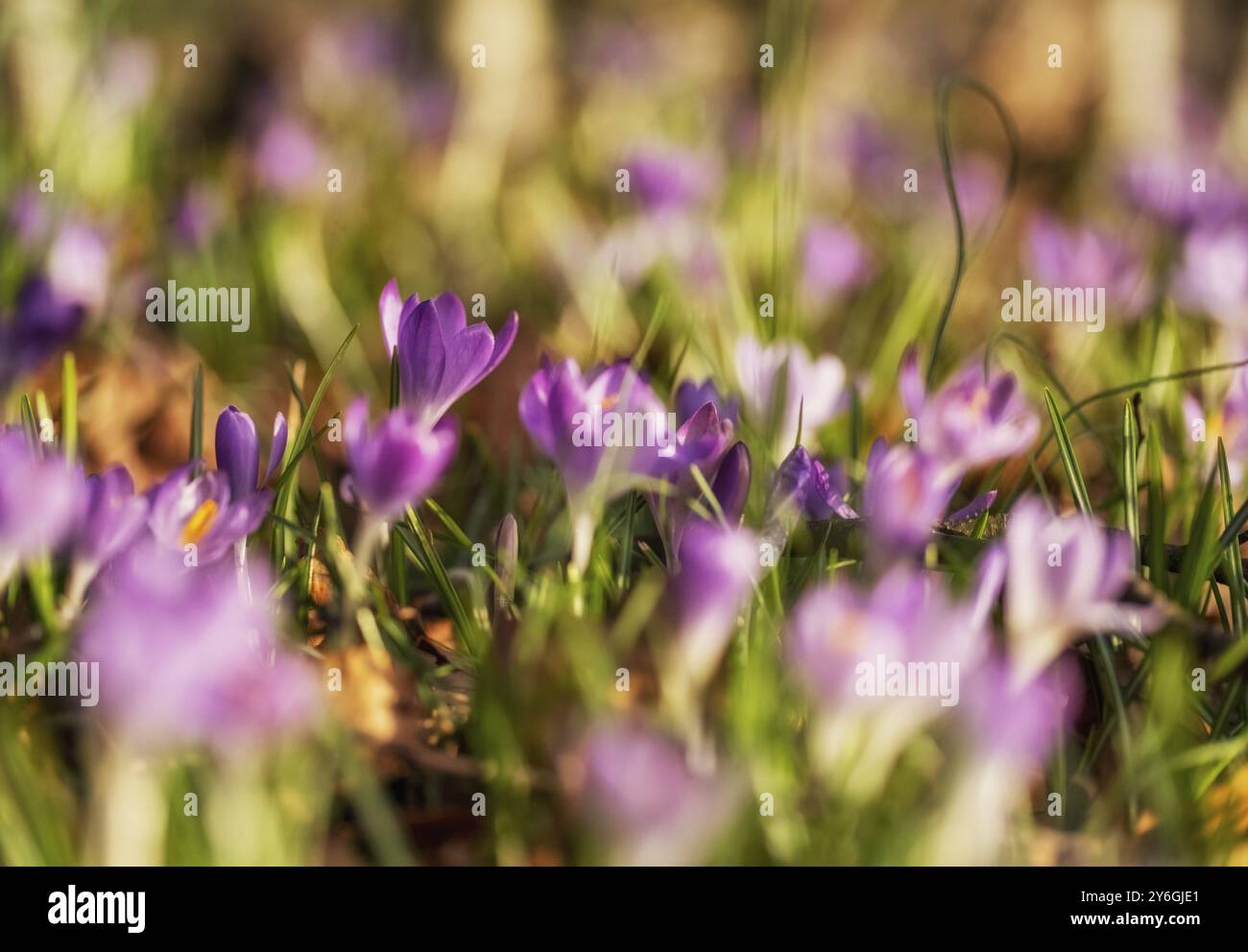 Vista ravvicinata primaverile di croci viola. Messa a fuoco selettiva morbida dei fiori di croco fioriti Foto Stock