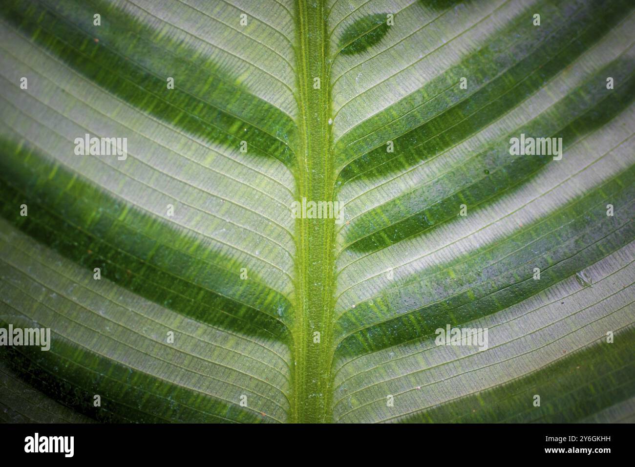 Closeup astratto di foglia verde con motivo venoso piuma Foto Stock