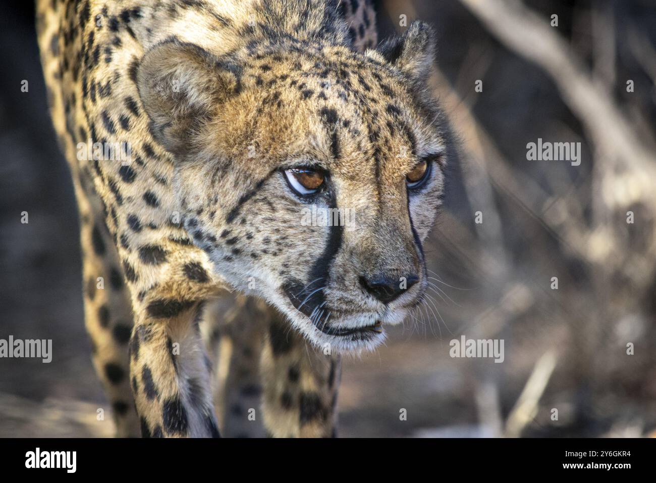 Ghepardo allertato e in guardia sbirciando con attenzione attraverso il cespuglio a caccia di preda. Animale da safari in Africa Foto Stock