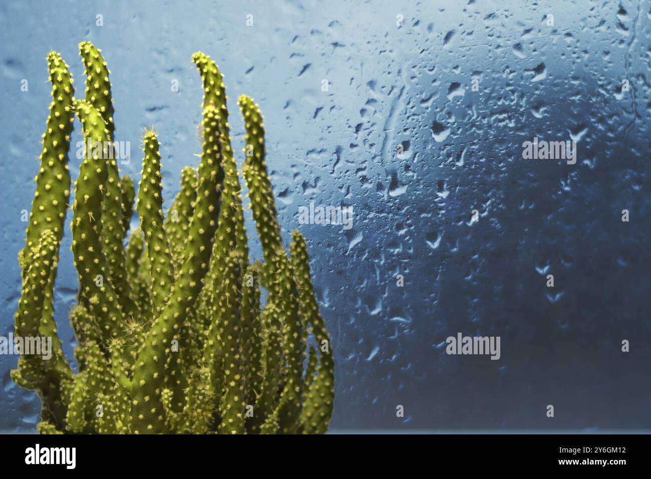 Piccolo cactus all'interno di fronte alla finestra con gocce di pioggia e sfondo blu Foto Stock